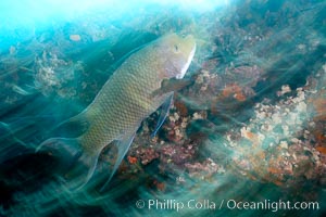 Galapagos hogfish, motion blur, Cousins, Galapagos, Ecuador