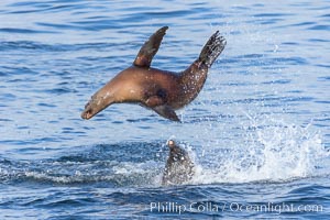 California sea lion bodysurfing in La Jolla