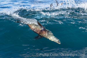 California sea lion bodysurfing in La Jolla