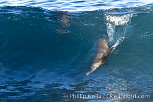 California sea lion bodysurfing in La Jolla, Zalophus californianus