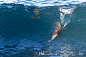 California sea lion bodysurfing in La Jolla, Zalophus californianus