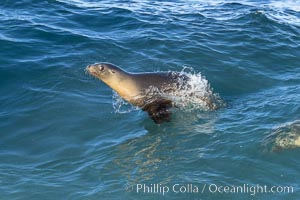 California sea lion bodysurfing in La Jolla, Zalophus californianus