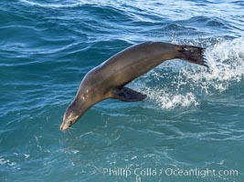 California sea lion bodysurfing in La Jolla, Zalophus californianus