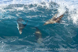 California sea lion bodysurfing in La Jolla, Zalophus californianus