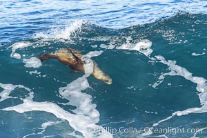 California sea lion bodysurfing in La Jolla, Zalophus californianus