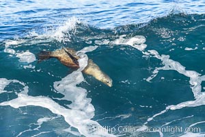 California sea lion bodysurfing in La Jolla, Zalophus californianus