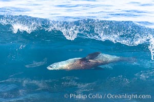 California sea lion bodysurfing in La Jolla, Zalophus californianus