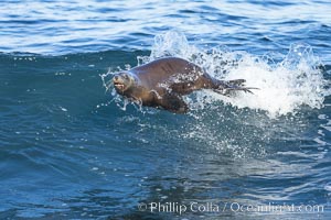 California sea lion bodysurfing in La Jolla