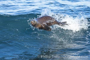 California sea lion bodysurfing in La Jolla, Zalophus californianus