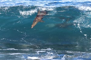 California sea lion bodysurfing in La Jolla, Zalophus californianus