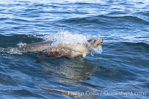 California sea lion bodysurfing in La Jolla, Zalophus californianus