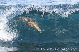 California sea lion bodysurfing in La Jolla, Zalophus californianus