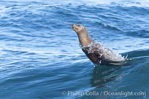 California sea lion bodysurfing in La Jolla, Zalophus californianus