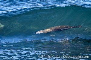 California sea lion bodysurfing in La Jolla, Zalophus californianus