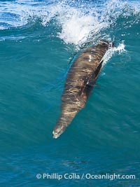 California sea lion bodysurfing at La Jolla Cove and Boomer Beach in La Jolla, Zalophus californianus