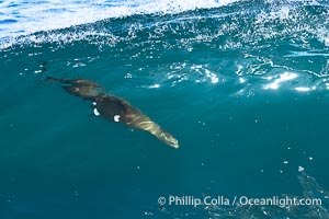 California sea lion bodysurfing at La Jolla Cove and Boomer Beach in La Jolla, Zalophus californianus