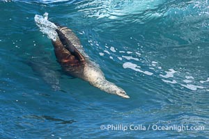 California sea lion bodysurfing at La Jolla Cove and Boomer Beach in La Jolla, Zalophus californianus