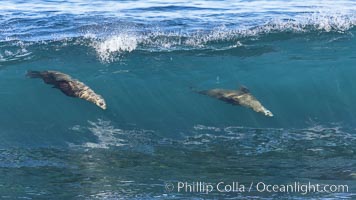 Two California sea lions bodysurfing in tandem in La Jolla, Zalophus californianus