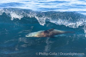 Bodysurfing Sea Lion. California sea lion (Zalophus californianus) is surfing extreme shorebreak at Boomer Beach, Point La Jolla. The original bodysurfer, Zalophus californianus