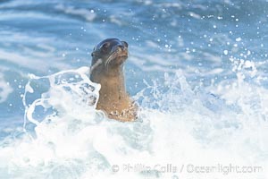 Bodysurfing Sea Lion. California sea lion (Zalophus californianus) is surfing extreme shorebreak at Boomer Beach, Point La Jolla. The original bodysurfer, Zalophus californianus