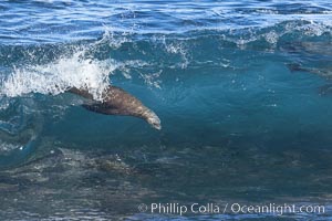 Bodysurfing Sea Lion. California sea lion (Zalophus californianus) is surfing extreme shorebreak at Boomer Beach, Point La Jolla. The original bodysurfer, Zalophus californianus