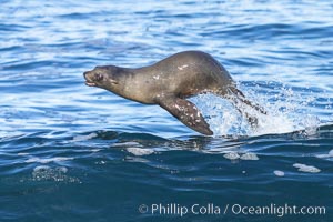 Bodysurfing Sea Lion. California sea lion (Zalophus californianus) is surfing extreme shorebreak at Boomer Beach, Point La Jolla. The original bodysurfer, Zalophus californianus