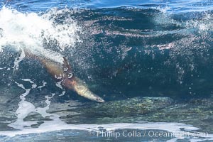 Bodysurfing Sea Lion. California sea lion (Zalophus californianus) is surfing extreme shorebreak at Boomer Beach, Point La Jolla. The original bodysurfer, Zalophus californianus