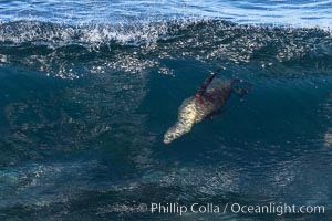 Bodysurfing Sea Lion. California sea lion (Zalophus californianus) is surfing extreme shorebreak at Boomer Beach, Point La Jolla. The original bodysurfer, Zalophus californianus