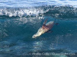 Bodysurfing Sea Lion. California sea lion (Zalophus californianus) is surfing extreme shorebreak at Boomer Beach, Point La Jolla. The original bodysurfer, Zalophus californianus