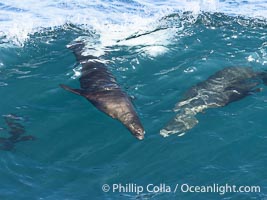 Bodysurfing sea lions in La Jolla, suspended in a breaking wave as they play together, Boomer Beach