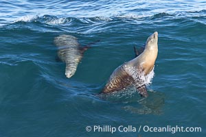 Bodysurfing sea lions in La Jolla, suspended in a breaking wave as they play together, Boomer Beach