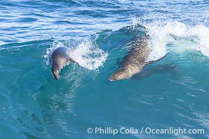 Bodysurfing sea lions in La Jolla, suspended in a breaking wave as they play together, Boomer Beach