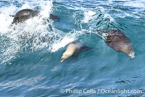 Bodysurfing sea lions in La Jolla, suspended in a breaking wave as they play together, Boomer Beach