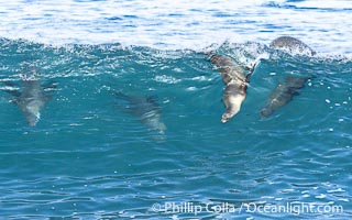 Bodysurfing sea lions in La Jolla, suspended in a breaking wave as they play together, Boomer Beach