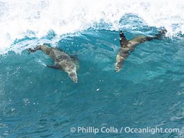 Bodysurfing sea lions in La Jolla, suspended in a breaking wave as they play together, Boomer Beach