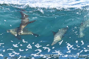 Bodysurfing sea lions in La Jolla, suspended in a breaking wave as they play together, Boomer Beach