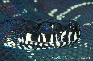 Boelens Python.  This snake species, native to New Guinea, grows up to 15 feet (3m) and weigh 75 to 125 pounds, Morelia boeleni