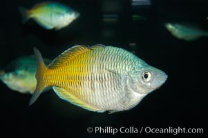 Boesemans rainbowfish, Melanotaenia boesemani