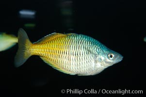 Boesemans rainbowfish, Melanotaenia boesemani