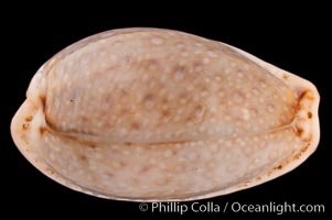 Boivin's Cowrie, Cypraea boivinii