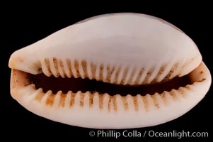 Boivin's Cowrie, Cypraea boivinii