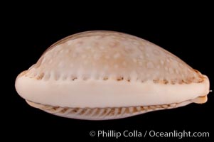 Boivin's Cowrie, Cypraea boivinii