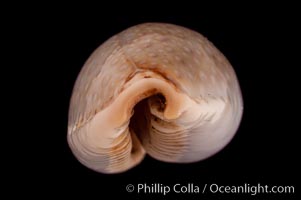 Boivin's Cowrie, Cypraea boivinii