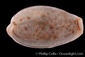 Boivin's Cowrie, Cypraea boivinii