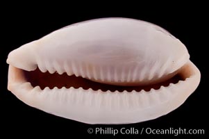 Boivin's Cowrie, Cypraea boivinii