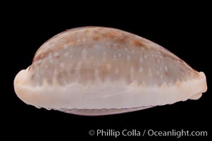 Boivin's Cowrie, Cypraea boivinii