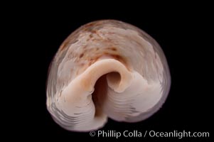 Boivin's Cowrie, Cypraea boivinii