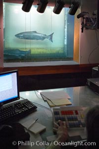 A fisheries biologist counts salmon migrating upstream to spawn as the fish move through the Bonneville Dam fish ladders, Columbia River, Bonneville Dam and Locks, Oregon