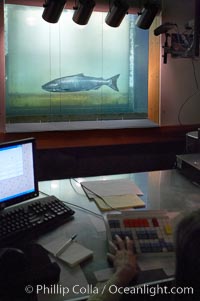 A fisheries biologist counts salmon migrating upstream to spawn as the fish move through the Bonneville Dam fish ladders, Columbia River, Bonneville Dam and Locks, Oregon