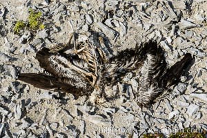 Booby Bird Carcass on Barren Coral Rubble Beach, Clipperton Island